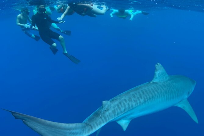 Pelagic Shark Dive Tour - Price and value: is $150 per person worth it?