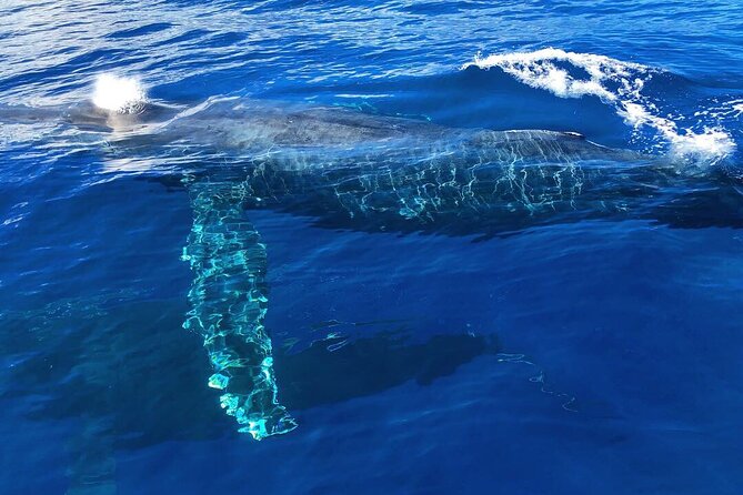 Private Whale Watching Safari from North Shore Oahu - Meeting at Go Fishing Hawaii and the 2-hour flow