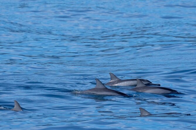Private Whale Watching Safari from North Shore Oahu - Stop 2: Banzai Pipeline, the reef break everyone talks about