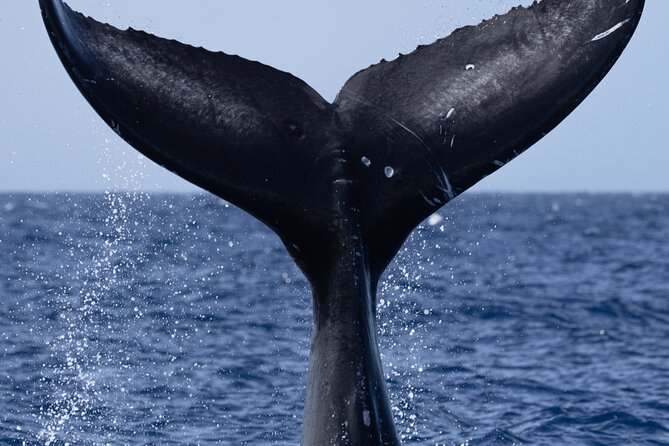 Private Whale Watching Safari from North Shore Oahu - On-water whale watching: respectful distance and the “spotting” part