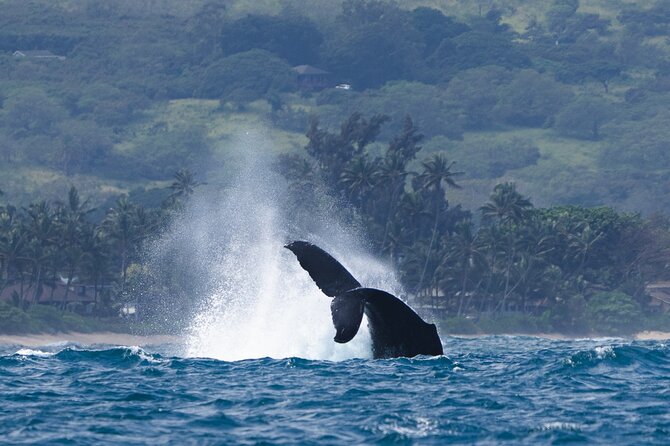 Private Whale Watching Safari from North Shore Oahu - Sunset departures: when the coast turns into the show