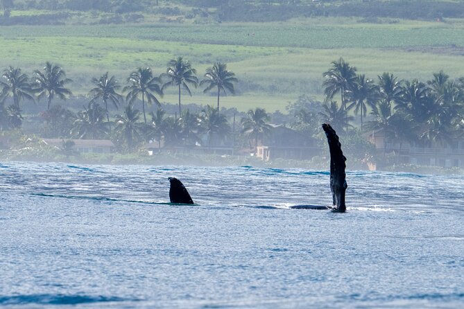 Private Whale Watching Safari from North Shore Oahu - Stop 1: Waimea Bay’s heiau sites and winter 30-foot wave energy