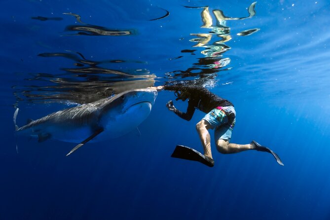 Safe and Educational Shark Dive from Haleiwa: Sharks Guaranteed - Key highlights to know before you go