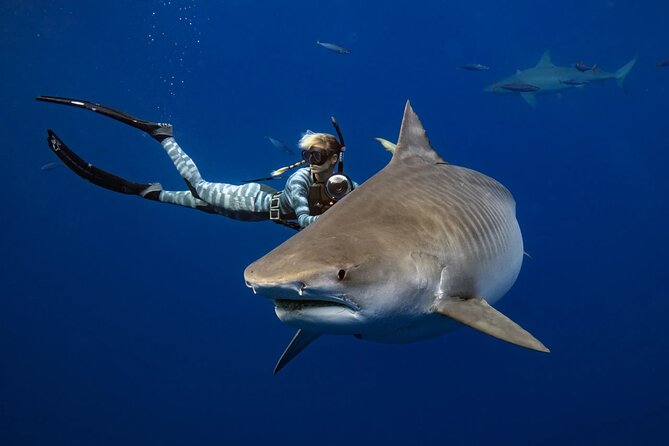 Safe and Educational Shark Dive from Haleiwa: Sharks Guaranteed - Sharks guaranteed, safety guaranteed vibes