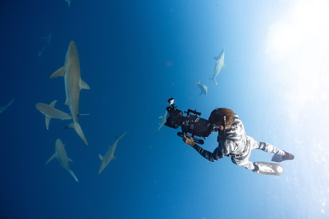 Safe and Educational Shark Dive from Haleiwa: Sharks Guaranteed - Your first swim: rope-assisted, guided, and intentionally controlled