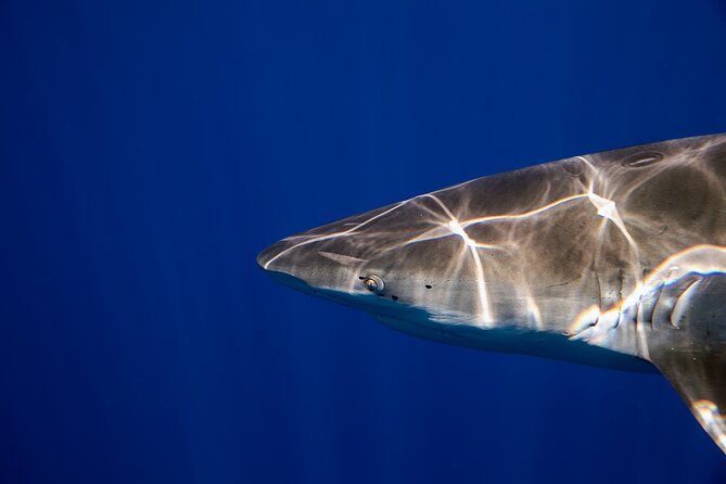 Safe and Educational Shark Dive from Haleiwa: Sharks Guaranteed - Which sharks you’ll see, and how you’ll know what you’re looking at