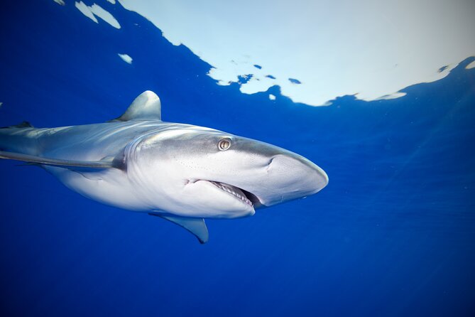 Safe and Educational Shark Dive from Haleiwa: Sharks Guaranteed - Safety that doesn’t feel like a lecture