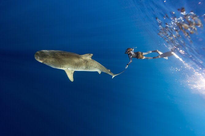 Safe and Educational Shark Dive from Haleiwa: Sharks Guaranteed - Motion sickness tip: you’re on a boat first