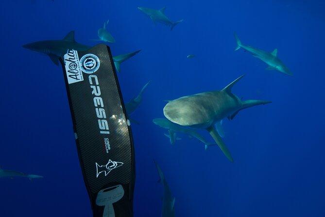 Safe and Educational Shark Dive from Haleiwa: Sharks Guaranteed - Gear, snorkeling time, and the photo package question
