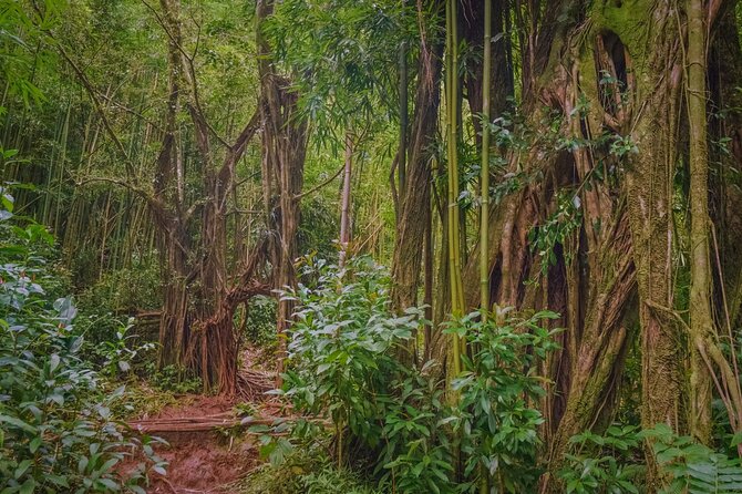 Self guided Hike Trail to Nature Walk & Waterfall - The Manoa Valley Plantation Story: Coffee and Sugarcane on the Walk