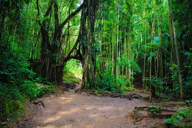 Self guided Hike Trail to Nature Walk & Waterfall - Pu’u ‘Ualaka’a State Park Lookout: Diamond Head Views Without the Long Drive
