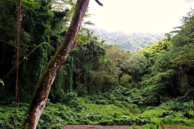 Self guided Hike Trail to Nature Walk & Waterfall - Fitness, Shoes, and What to Pack for a Rainforest Trail