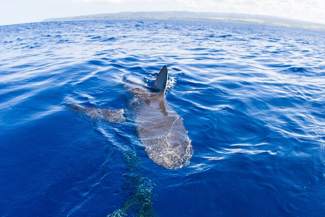 Shark Cage Diving on Oahu’s North Shore - Haleiwa Harbor Setup: Where the Adventure Starts