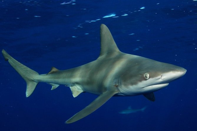 Shark Cage Diving on Oahu’s North Shore - Observer Tickets: Enjoy the Trip Without Going In