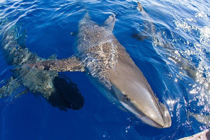 Shark Cage Diving on Oahu’s North Shore - The Boat Ride Bonus: Whales and Other Wildlife