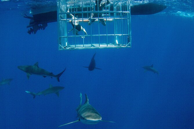 Shark Cage Diving On "The World Famous North Shore of Oahu", Hawaii - Key Things I’d Put on Your Radar
