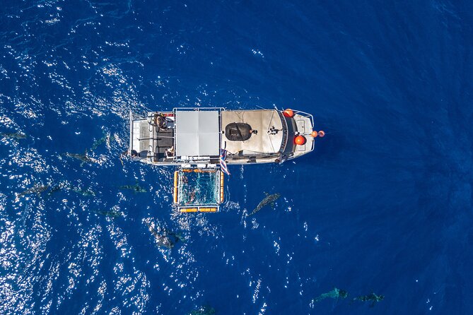 Shark Cage Diving On "The World Famous North Shore of Oahu", Hawaii - The Haleiwa North Shore Makes This a Shark-Friendly Day