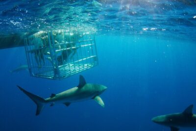 Shark Cage Diving On "The World Famous North Shore of Oahu", Hawaii - Your 2-Hour Flow: From Meeting Point to Cage Time