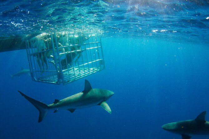 Shark Cage Diving On "The World Famous North Shore of Oahu", Hawaii - Your 2-Hour Flow: From Meeting Point to Cage Time