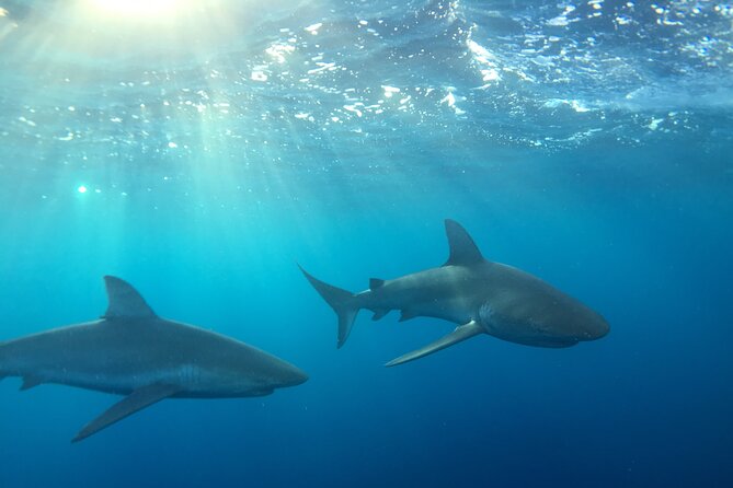 Shark-Dive Tour on Oahu's North Shore - Key points before you go