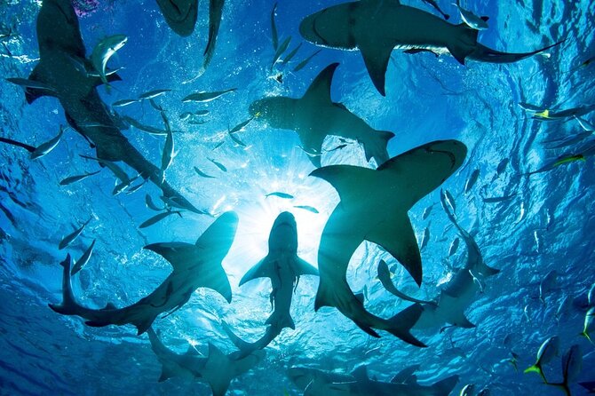 Shark-Dive Tour on Oahu's North Shore - Tiger sharks and Galapagos sharks off Haleiwa: the real draw