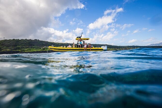 Shark-Dive Tour on Oahu's North Shore - What happens once you’re in the water