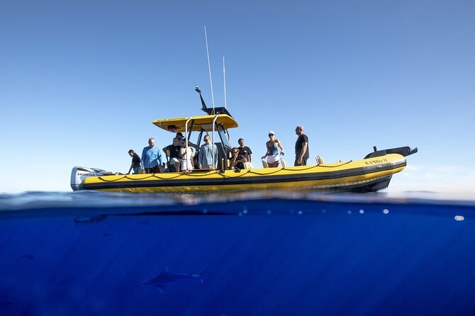 Shark-Dive Tour on Oahu's North Shore - Price and value: is $135 worth it?