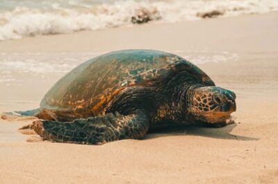 Small Group North Shore Circle Island Tour Oahu - Hotel Pickup and Small-Group Reality (Plus Seating Notes)