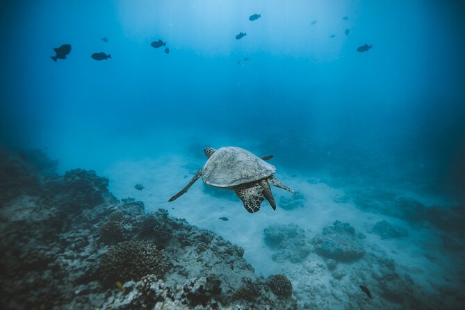 Small Group Turtle Canyon Snorkel in Waikiki (Boat Tour) - Turtle Canyon on a small catamaran: why it’s worth the $85