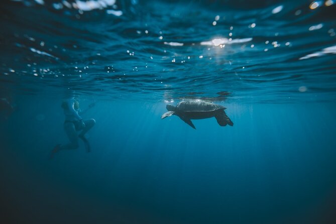 Small Group Turtle Canyon Snorkel in Waikiki (Boat Tour) - Snorkel prep: instruction that makes a difference (even if it’s your first time)
