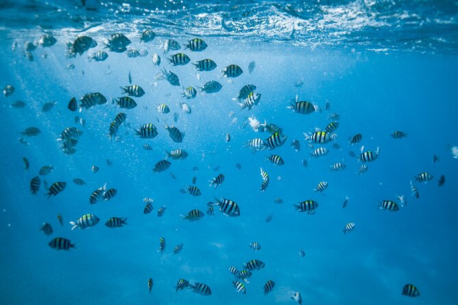 Small Group Turtle Canyon Snorkel in Waikiki (Boat Tour) - What you’ll see: green sea turtles, reef fish, and more in season