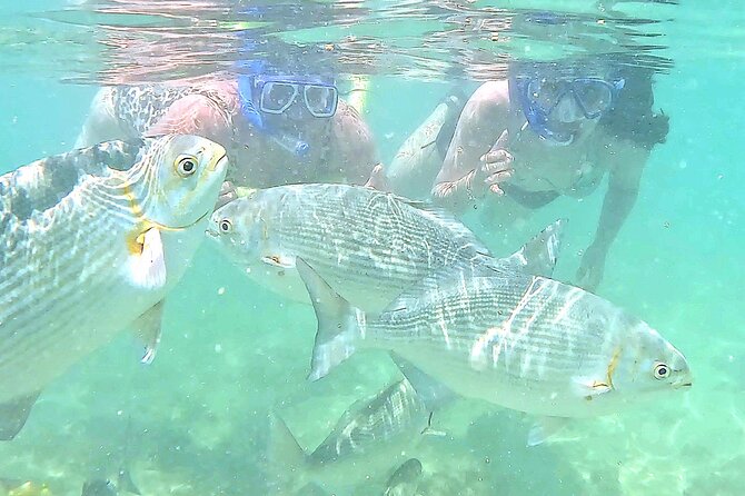 Snorkeling in Waikiki Many Fish All Levels Free Video & Pics! - Meet Lynne: Small-Group Coaching That Helps First-Timers
