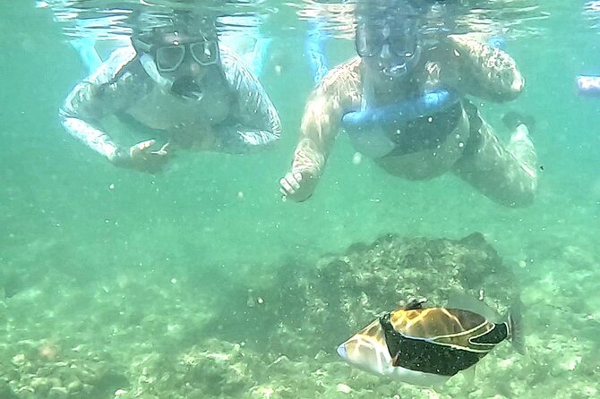 Snorkeling in Waikiki Many Fish All Levels Free Video & Pics! - Families, Couples, and Groups: Who This Works Best For