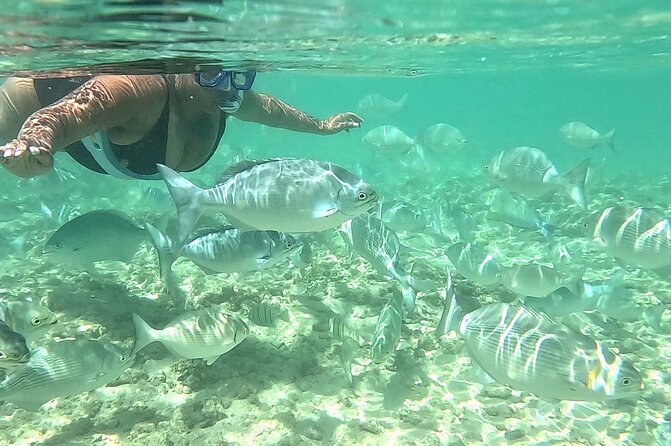Snorkeling in Waikiki Many Fish All Levels Free Video & Pics! - Price and Value: What $38 Really Buys