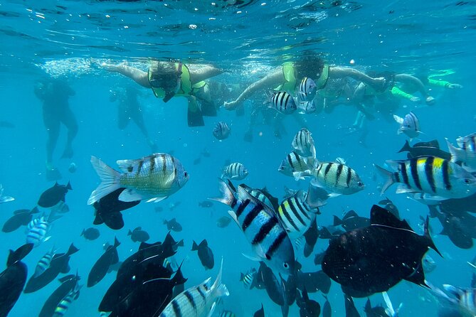 Snorkeling with Sea Turtles in Waikiki Hawaii Boat Tour - What wildlife you can reasonably hope for (and what depends on season)