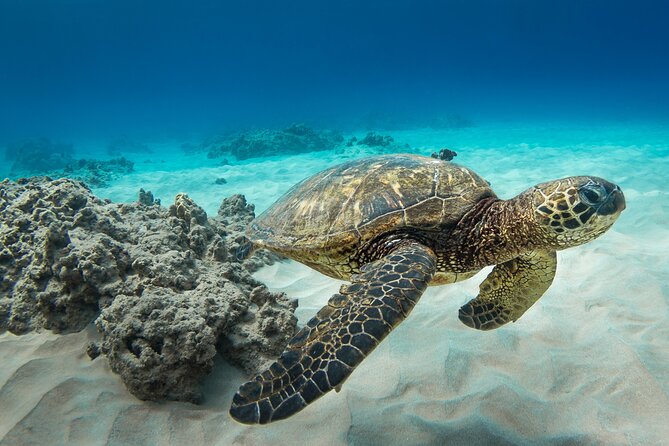 Snorkeling with Sea Turtles in Waikiki Hawaii Boat Tour - The Diamond Head cruise you get after the water time