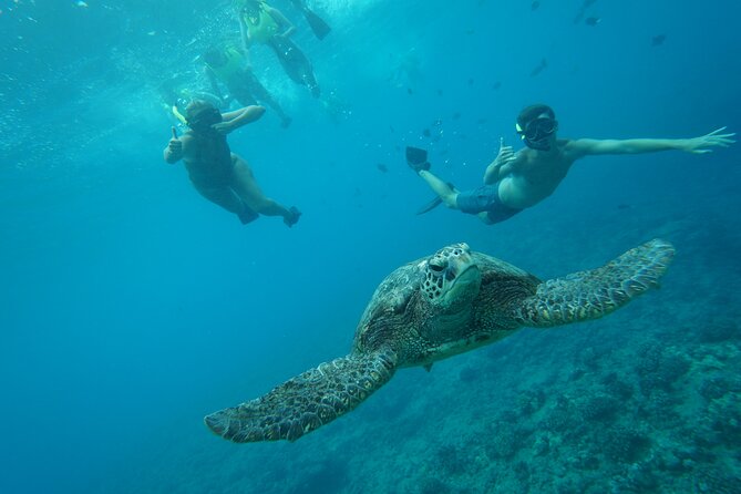 Snorkeling with Sea Turtles in Waikiki Hawaii Boat Tour - Tips that help you get better turtle time (without breaking the rules)