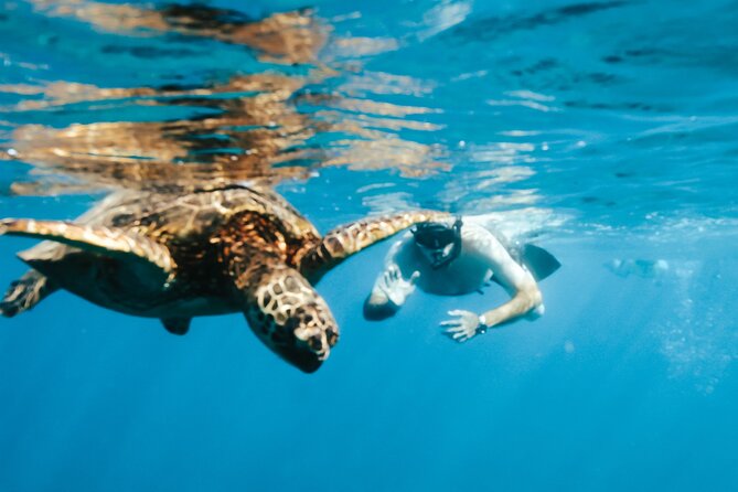 Snorkeling with Sea Turtles in Waikiki Hawaii Boat Tour - Should you book this Waikiki sea turtle snorkeling tour?