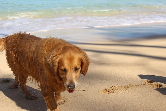 Surf Lessons on the North Shore of Oahu - The 15-Minute Beach Lesson (Where You Learn the Moves That Matter)