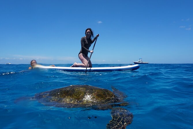 Swim with Dolphins Catamaran with Waterslide & Lunch on Oahu - Whale odds and seasonal timing: why November to March matters