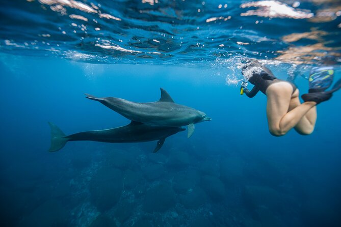 Swim With Dolphins & Turtles in West Oahu (Semi-Private Tours) - Key highlights you’ll care about