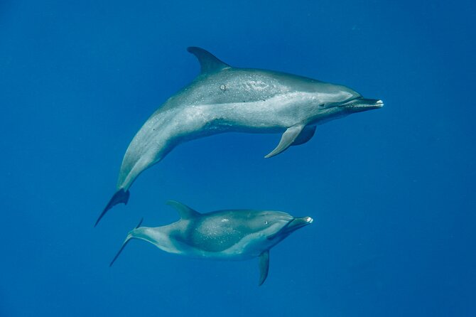 Swim With Dolphins & Turtles in West Oahu (Semi-Private Tours) - What the semi-private group size changes on the water
