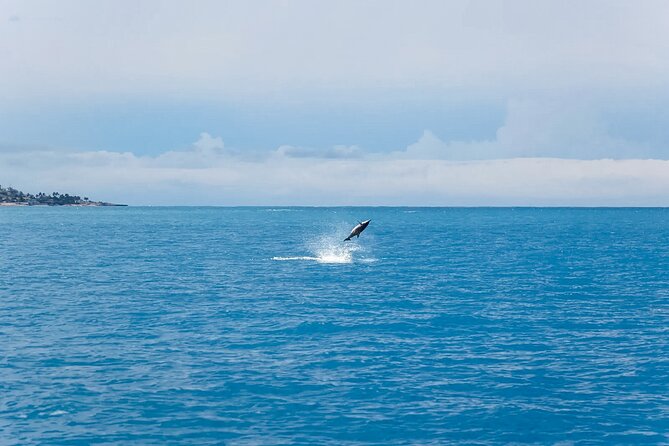 Swim With Dolphins & Turtles in West Oahu (Semi-Private Tours) - The luxury powerboat ride: comfort you’ll notice right away