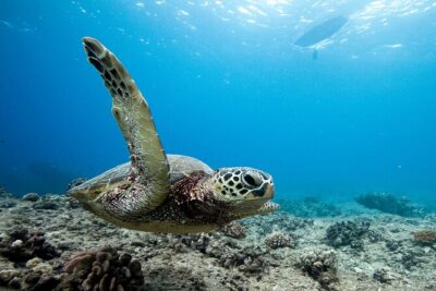 Swim With Dolphins & Turtles in West Oahu (Semi-Private Tours) - The 3-hour plan: what happens, when, and what to watch for