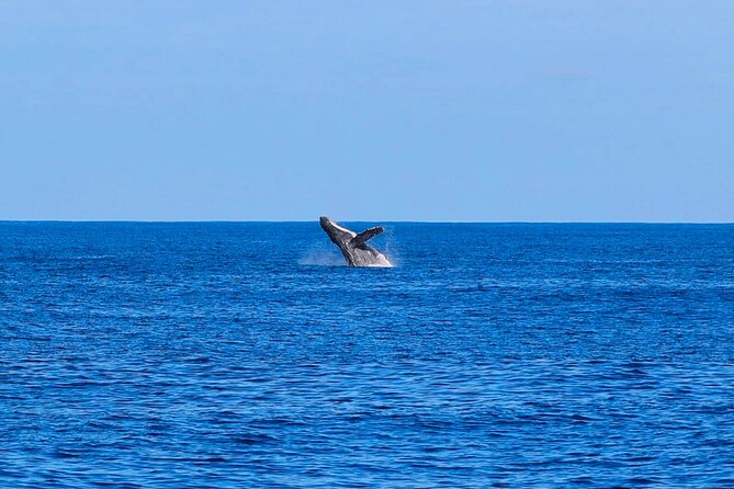Swim With Dolphins & Turtles in West Oahu (Semi-Private Tours) - Swimming with dolphins: close, safe, and not guaranteed