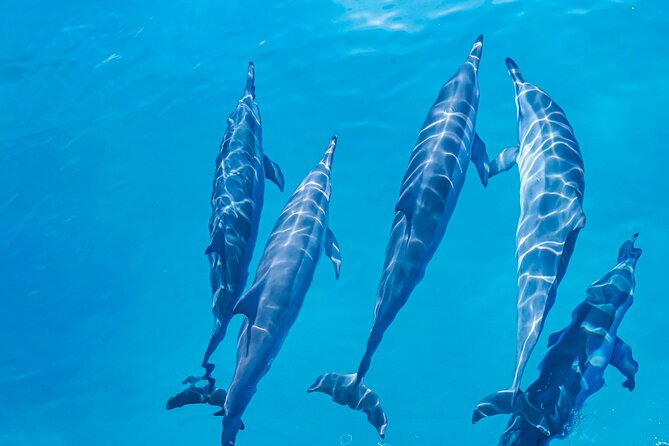 Swim With Dolphins & Turtles in West Oahu (Semi-Private Tours) - Photo and video add-ons: fun souvenirs with a smart-check needed