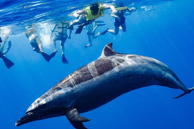 Swimming with Wild Dolphins Speedboat Adventure on Oahu - Key points before you go