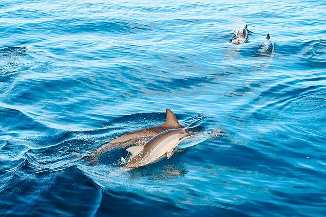 Swimming with Wild Dolphins Speedboat Adventure on Oahu - Reef snorkeling with sea turtles: gear included and how to be ready