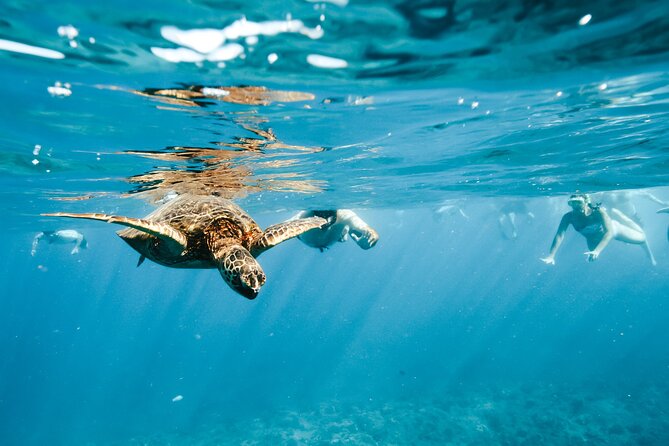 Swimming with Wild Dolphins Speedboat Adventure on Oahu - Price and value: does $199 make sense?