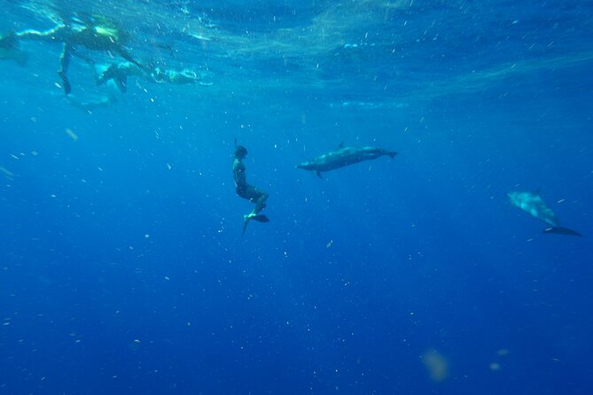 Swimming with Wild Dolphins Speedboat Adventure on Oahu - Who this tour suits best (and who should rethink it)